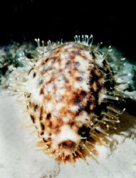 Tiger Cowrie with its mantle out on a night dive at the R... by Natasha Tate 